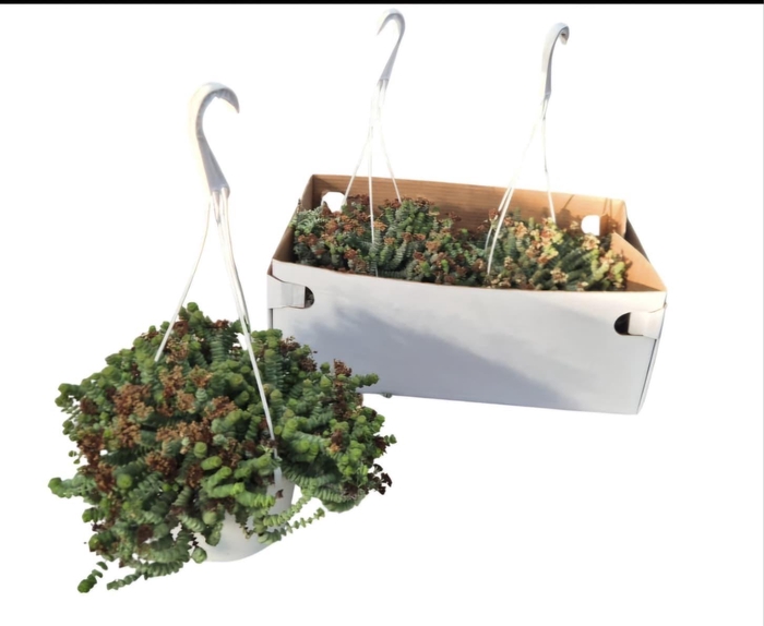 <h4>CRASS MARNIERIANA</h4>