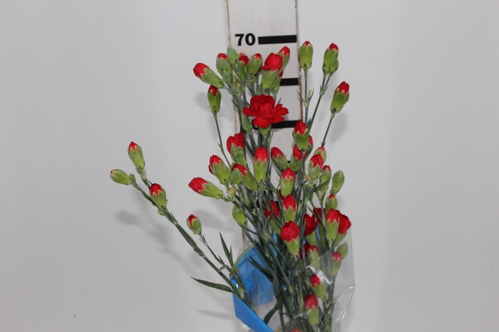 <h4>CRAVO SPRAY DRACULA 070 CM VERMELHO</h4>
