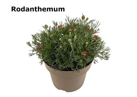 <h4>Rhodanthemum Zagora</h4>