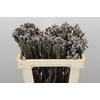 Kaaps Groen Silver Brunia