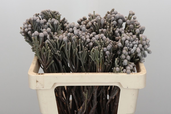 <h4>Kaaps Groen Silver Brunia</h4>