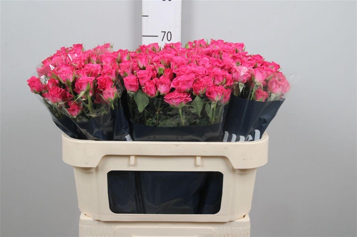 <h4>R Tr Lianne</h4>