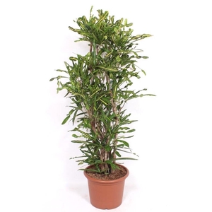 Codiaeum Yellow Mammi (Croton)