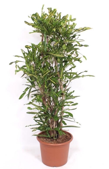 <h4>Codiaeum Yellow Mammi (Croton)</h4>
