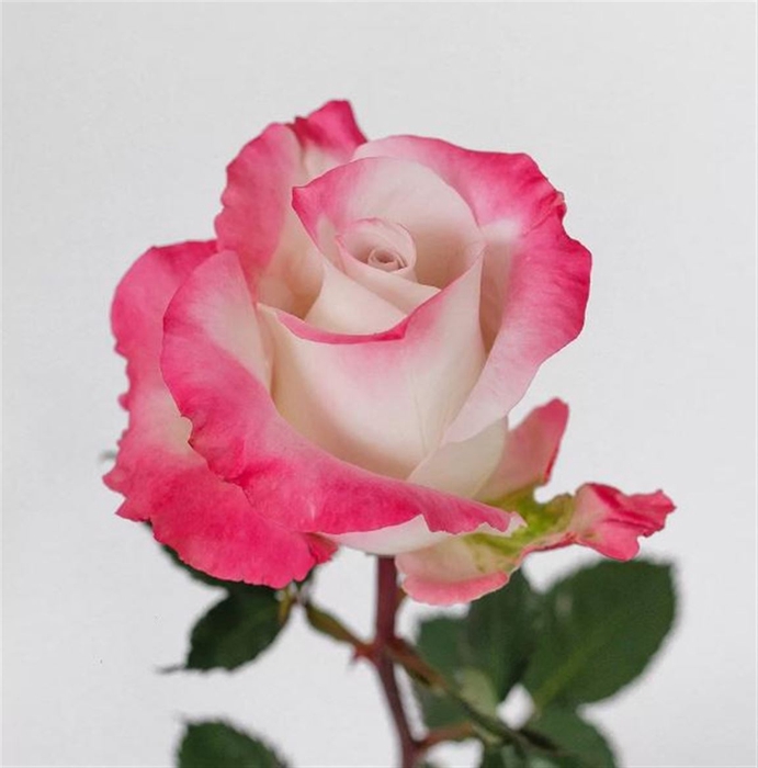 <h4>Rosa Gr Silver Shadow</h4>