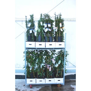 Clematis Evergreen 2ltr mix