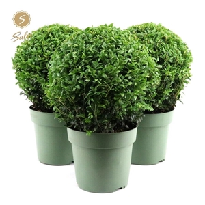 Buxus semp. Ball Ø25cm P21