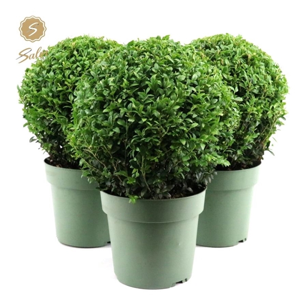 <h4>Buxus semp. Ball Ø25cm P21</h4>