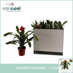AECH ROZ ELEGANT RED