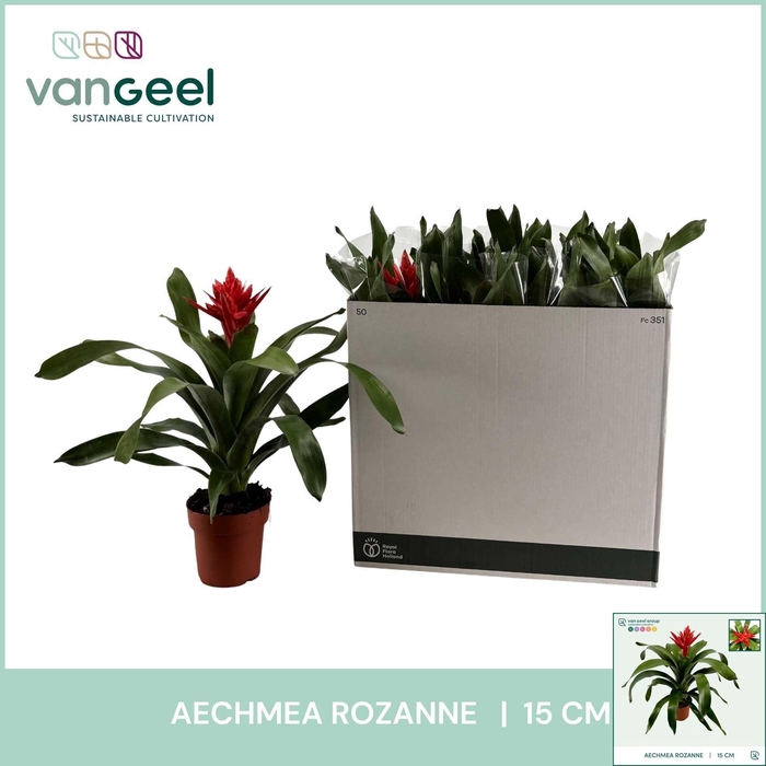 <h4>AECH ROZ ELEGANT RED</h4>