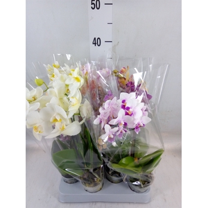 Phalaenopsis multi.   ...mix