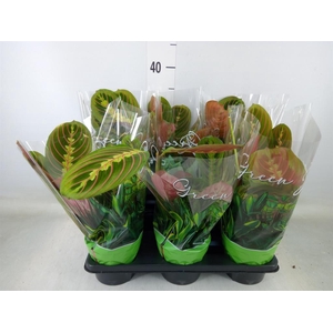 Maranta leuc. 'Fascinator'