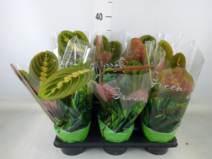 <h4>Maranta leuc. 'Fascinator'</h4>