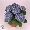.Hydrangea macrophylla blauer zwerg
