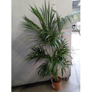 Howea forsteriana