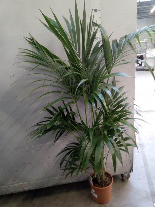 <h4>Howea forsteriana</h4>