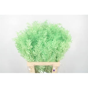 Ruscus. Mint Green Per Stem