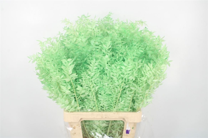 <h4>Ruscus. Mint Green Per Stem</h4>