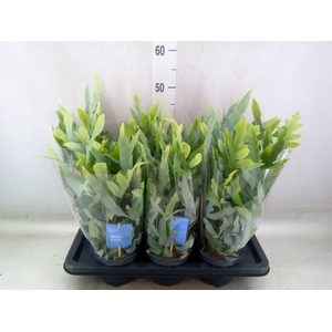 Phlebodium aureum 'Blue Star'