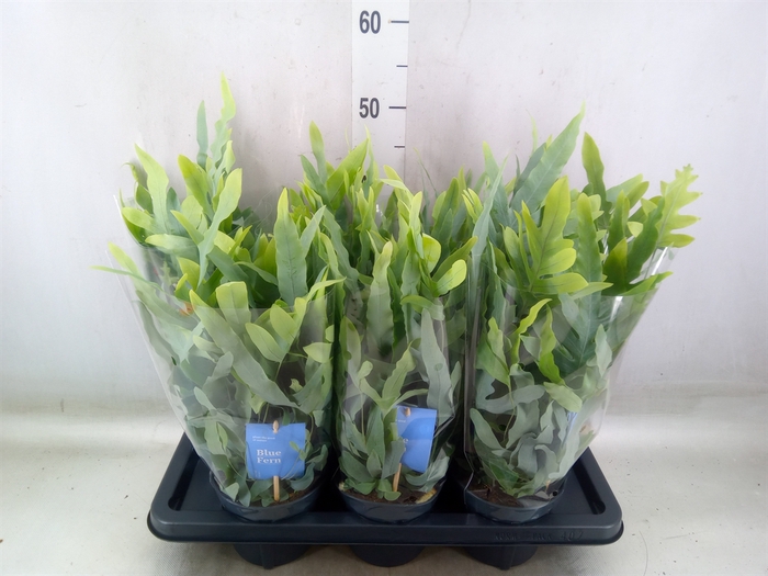<h4>Phlebodium aureum 'Blue Star'</h4>