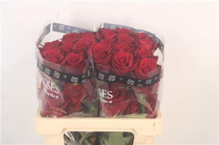 <h4>R Gr Ec Explorer</h4>