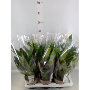 Spathiphyllum  'Diamond'