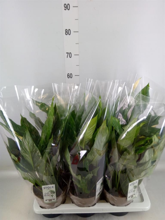<h4>Spathiphyllum  'Diamond'</h4>