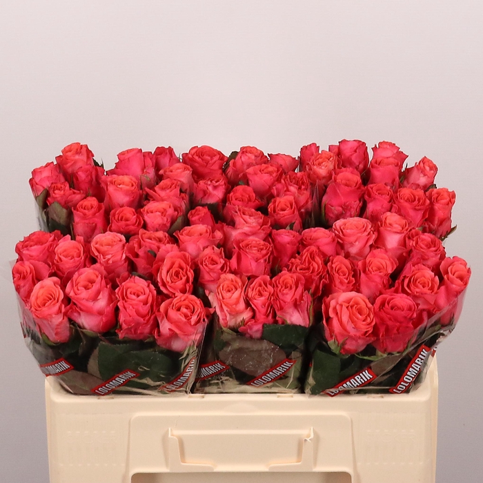 <h4>R GR PINK TACAZZI+</h4>