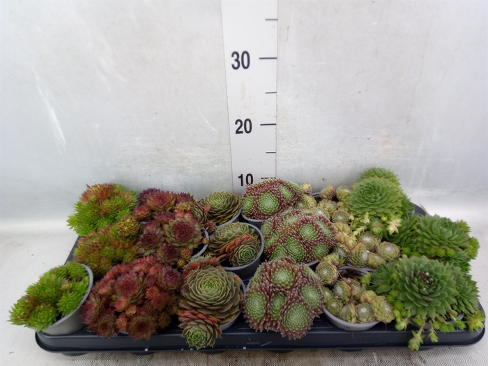 Sempervivum   ...mix