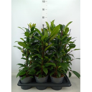 Ficus cyathistipula 'Compacta'