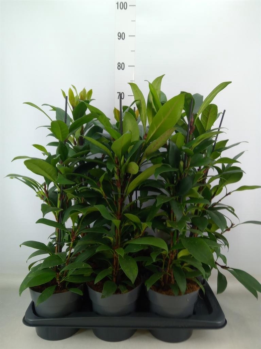 <h4>Ficus cyathistipula 'Compacta'</h4>