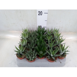 Aloe   ...mix