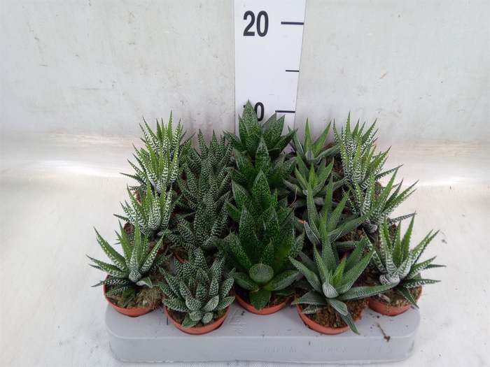 <h4>Aloe   ...mix</h4>