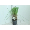 Cortaderia selloana