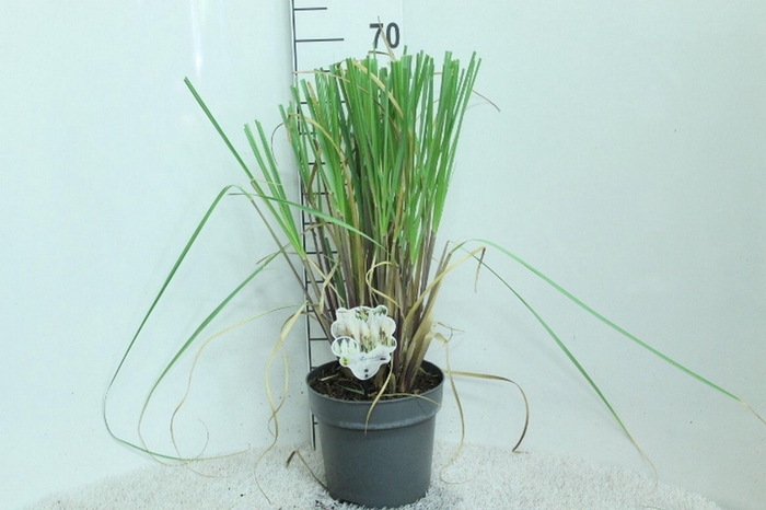 Cortaderia selloana