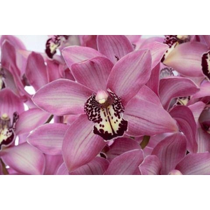 CYMB GR KENSI KENSI 60CM X 10