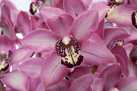 <h4>CYMB GR KENSI KENSI 60CM X 10</h4>