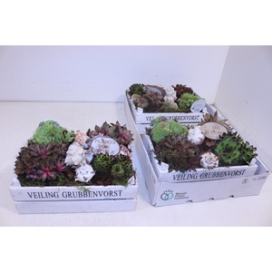 ARR SEMPERVIVUM