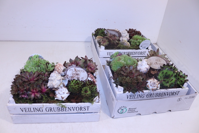 <h4>ARR SEMPERVIVUM</h4>