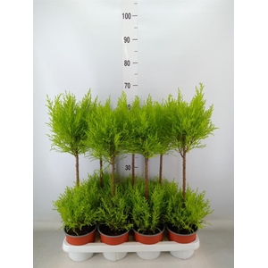 Cupressus macro. 'Goldcrest Wilma'