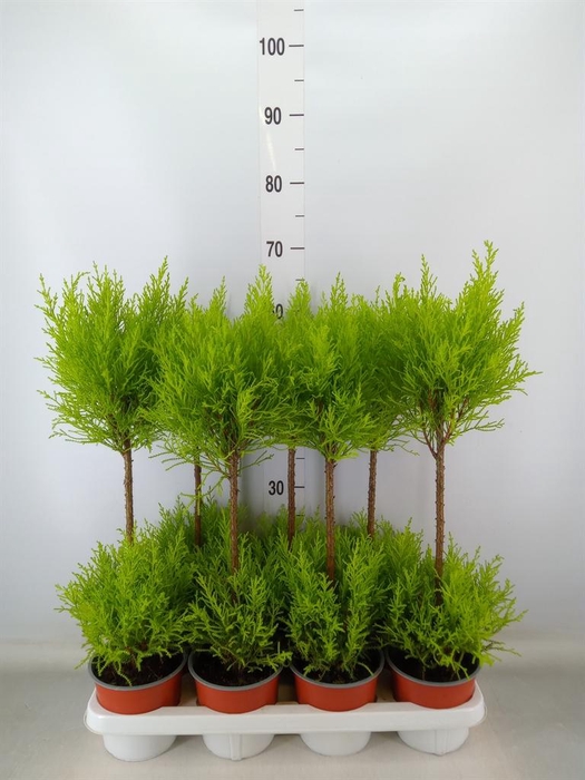 <h4>Cupressus macro. 'Goldcrest Wilma'</h4>