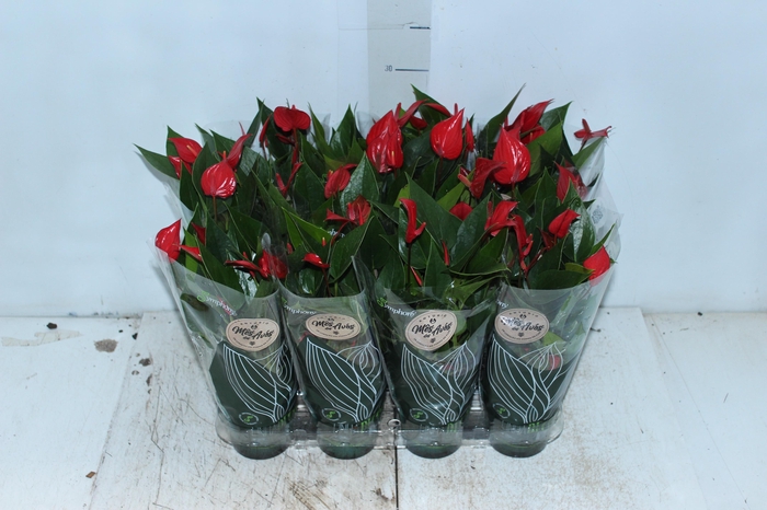 <h4>ANTHURIUM MINI MILLION PURE P09</h4>