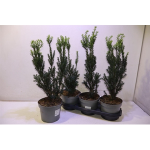 arr8 Taxus M Hillii