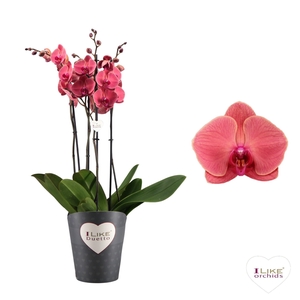 Duetto Asian Coral - 3 tak