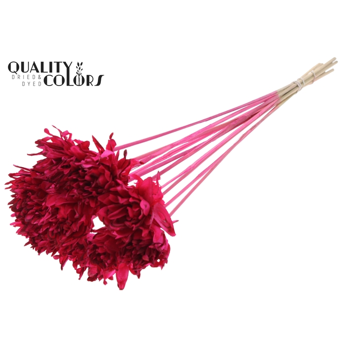 <h4>Shola Slice Pine 6cm on stem Cerise</h4>
