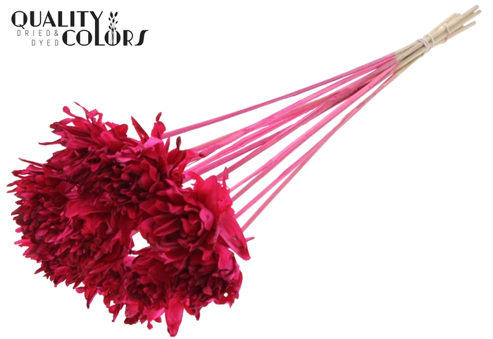 Shola Slice Pine 6cm on stem Cerise