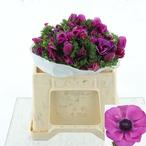 ANEM CO MIS + FUCSIA