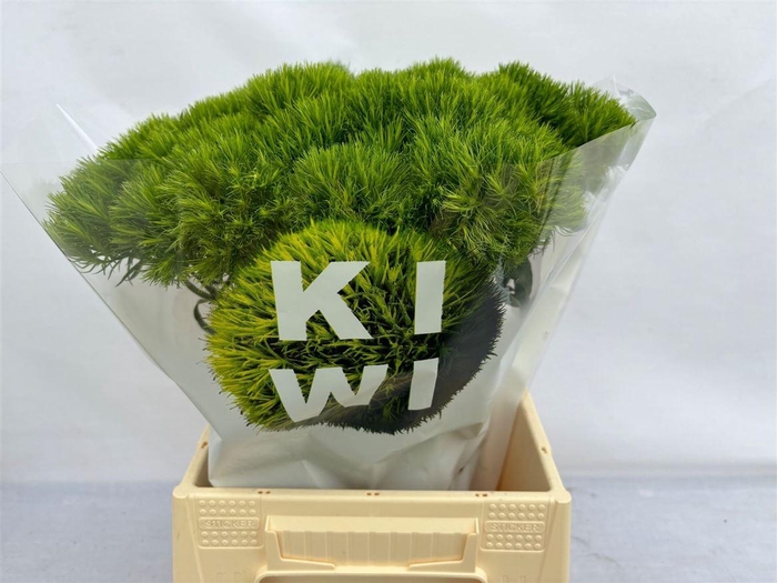 <h4>Di Barb Kiwi Mellow</h4>