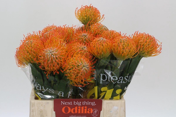 <h4>Nutans Ayoba Sun</h4>