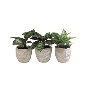 CALATHEA HYBRIDA p6 L 65954
